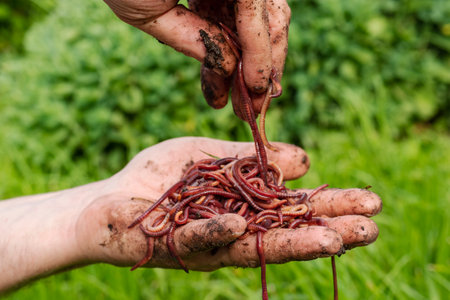 Breeding red worms Dendrobena. fertile soil. natural soil improvement. Fishing worms. Worms in the...