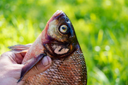 Big fresh bream. Freshly caught river fish. Large tasty fish close-upの写真素材