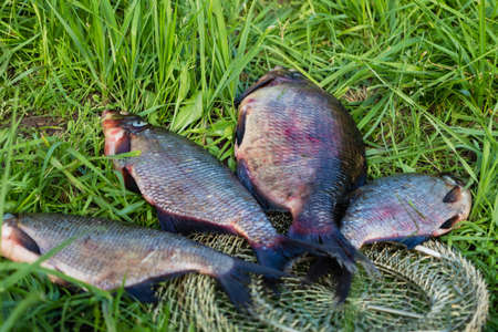 Big fresh bream. Freshly caught river fish. Large tasty fish close-up. Fishing for spinning and feeder. sports fishingの写真素材