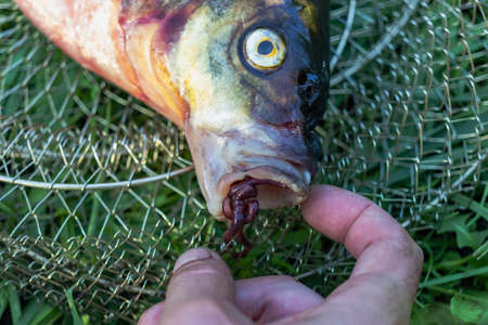 Big fresh bream. Freshly caught river fish. Large tasty fish close-up. Fishing for spinning and...