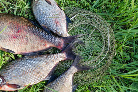 Big fresh bream. Freshly caught river fish. Large tasty fish close-up. Fishing for spinning and...
