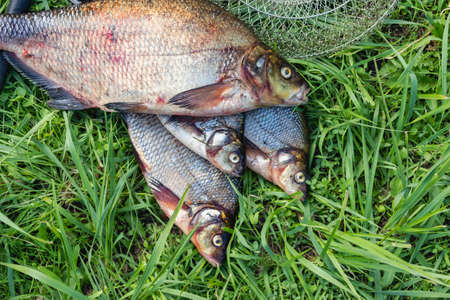 Big fresh bream. Freshly caught river fish. Large tasty fish close-up. Fishing for spinning and...