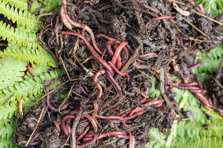 Breeding red worms Dendrobena. fertile soil. natural soil improvement. Fishing worms