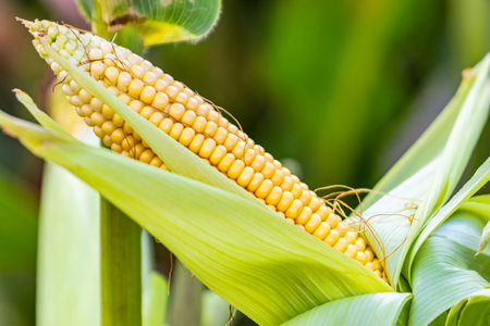 Cobs of juicy ripe corn in the field close-up. The most important agricultural crop in the world....