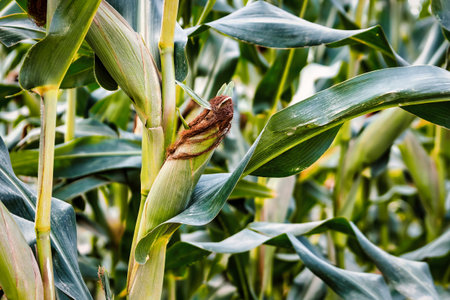 Cobs of juicy ripe corn in the field close-up. The most important agricultural crop in the world....