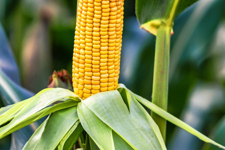 Cobs of juicy ripe corn in the field close-up. The most important agricultural crop in the world....