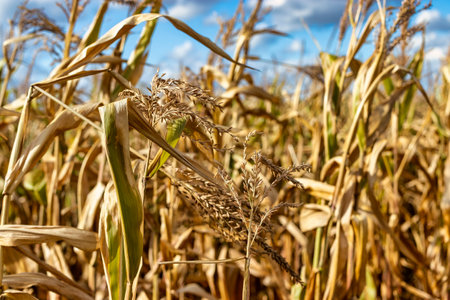 Cobs of juicy ripe corn in the field close-up. The most important agricultural crop in the world....