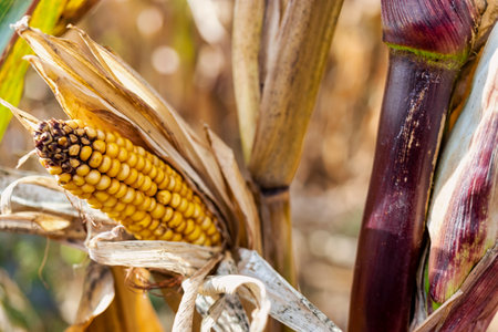 Cobs of juicy ripe corn in the field close-up. The most important agricultural crop in the world. Corn harvesting. Growing food. A bountiful harvestの写真素材