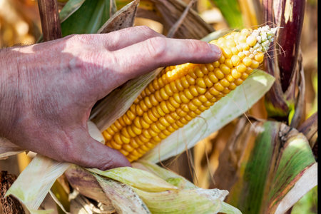 Cobs of juicy ripe corn in the field close-up. A man's hand checks the corn. The most important...