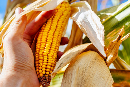 Cobs of juicy ripe corn in the field close-up. A man's hand checks the corn. The most important...