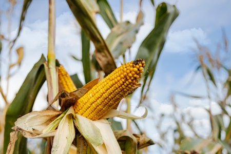 Cobs of juicy ripe corn in the field close-up. The most important agricultural crop in the world....