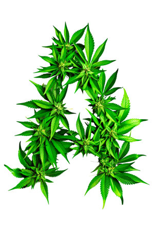 The letter A formed entirely with intricately arranged marijuana leaves against a white background. Alphabet. Isolated.の写真素材