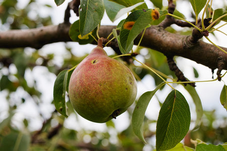 In a vibrant orchard filled with pear trees, a ripe fruit shows signs of disease, illustrating the challenges faced by growers as summer fades. Leaves provide a lush backdrop.の写真素材