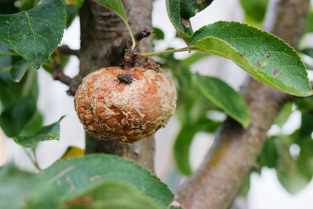 An apple, blemished by disease, hangs from a tree branch while a fly sits atop it, showing the effects of plant ailments in a lush garden setting.の写真素材