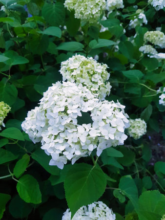A cluster of stunning white hydrangeas showcases their intricate petals, thriving amidst vibrant green leaves in a serene garden setting, radiating beauty and tranquility.の写真素材