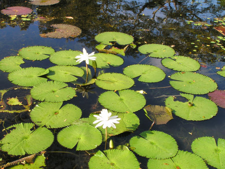 Vibrant white water lilies bloom above lush green lily pads on a peaceful pond in Maracay, Venezuela under clear blue skies and gentle sunlight.の写真素材