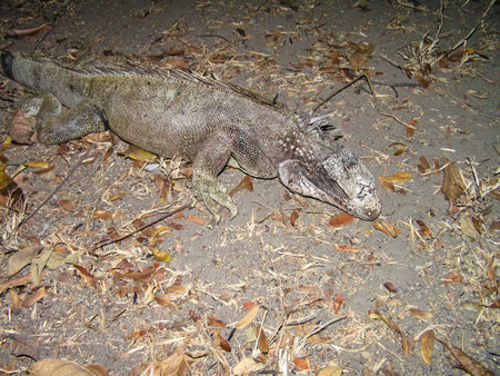 A large iguana is seen resting on the ground amidst fallen leaves, highlighting the natural fauna of Maracay, Venezuela during nighttime.の写真素材