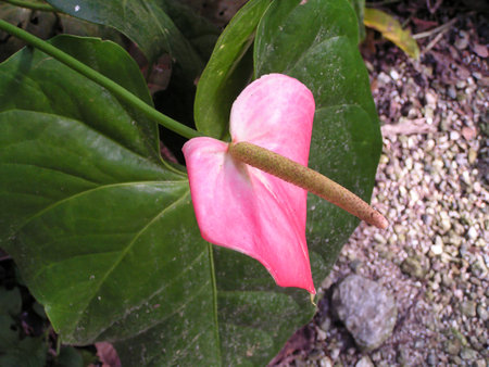 A bright pink anthurium flower stands out among lush green leaves in Maracay, Venezuela. The flower's distinctive shape attracts attention in the tropical landscape.の写真素材