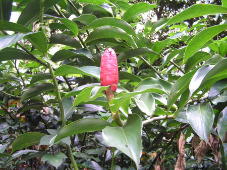 A striking red flower emerges from green foliage in Maracay, Venezuela, showing the region's rich biodiversity and vibrant ecosystem during midday.の写真素材
