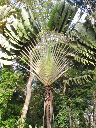 This striking palm tree showcases its large, fan-like fronds in Maracay, Venezuela, surrounded by a vibrant tropical forest. Sunlight filters through the leaves.の写真素材