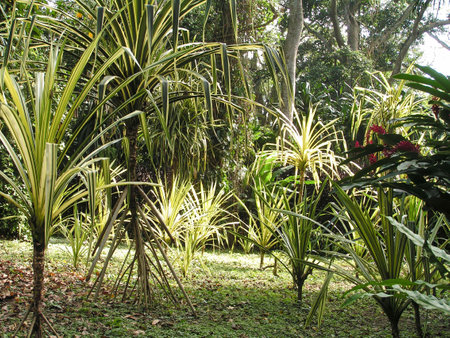 Bright green and yellow striped plants thrive in a lush garden landscape in Maracay, Venezuela, showing nature's beauty under the warm sun.の写真素材