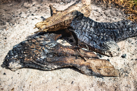 Smoldering remnants of a campfire lie quietly among ashes, as the gentle dusk settles over the peaceful forest clearing in late summer.の写真素材