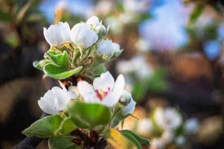 Delicate white flowers adorn a fruit tree, signaling the arrival of spring. Sunlight enhances the natural beauty of the garden, inviting tranquility and renewal.の写真素材
