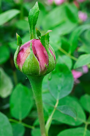 A vibrant pink rosebud prepares to bloom amidst lush green leaves in a tranquil garden setting, showing nature's beauty in springtime.の写真素材