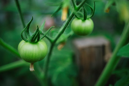 Young green tomatoes develop on lush vines surrounded by greenery, showing the growth stage of this popular garden vegetable.の写真素材