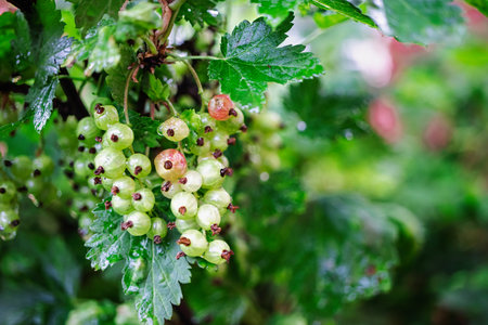 Bunches of green currants hang from bushy branches, glistening with dew on a sunny summer day, showcasing nature's beauty and bounty.の写真素材