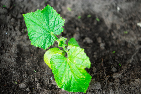 A vibrant cucumber seedling with lush green leaves thrives in dark brown soil, nourished by sunlight in a home garden setting.の写真素材