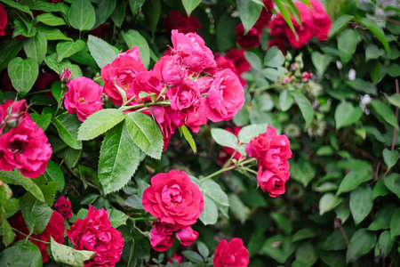 Bright pink roses are in full bloom amidst rich green foliage, creating a stunning display in the garden during a clear afternoon.の写真素材