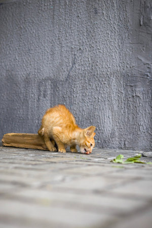 A small cat bends down to sniff the ground near a log on cobblestones. The scene is outdoors with a gray wall in the background under natural light.の写真素材