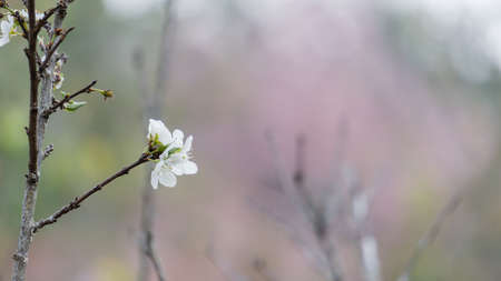Beautiful white cherry blossom blurred backgroundの写真素材