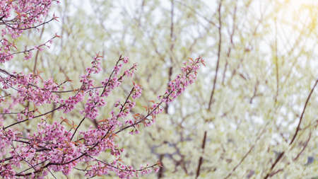 Beautiful pink cherry blossom blurred background