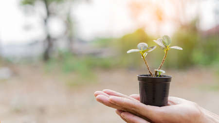 Small potted plants in hand, blurred background and evening lightsの写真素材