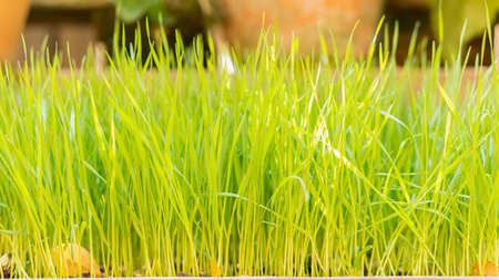Rice Planting rice is hard work by itself. But ingrained in the Balinese culture, the concept of...