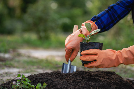 Human hand planting a light green tree save the earth and the concept of world environment day...