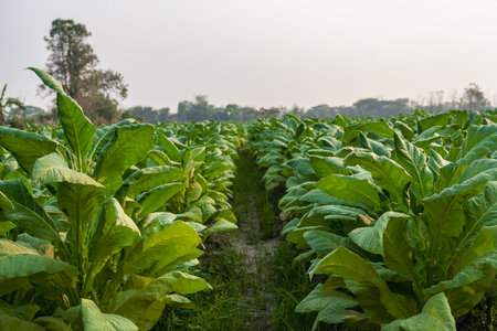 View of a young green tobacco plant in a field View of evening tobacco fields in rural Thailand agricultural cropsの写真素材