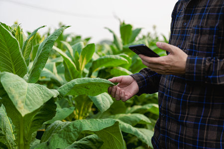 Male plantation owner inspecting tobacco leaves Agricultural males in tobacco fields are touching the leaves in the field to check quality and size before harvesting to meet industの写真素材