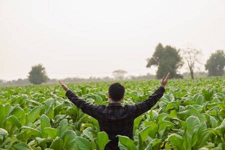 Excited Asian male farmer raises his hand to plant lush green tobacco. Young farmer and tobacco farming, agribusiness conceptの写真素材