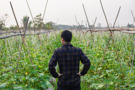 Asian male farmer in cucumber garden inspecting and checking produce for delivery online Young...