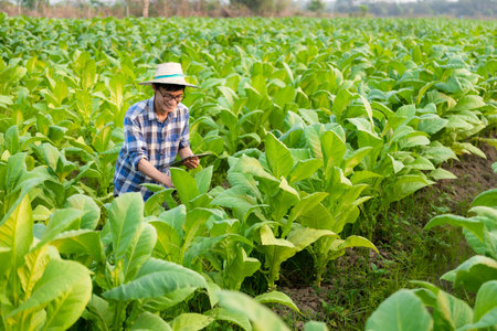 Asian male farmer using tablet to test tobacco leaves and choose a new cultivation method Young farmers and tobacco farming, agribusiness conceptの写真素材