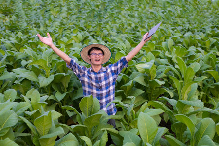 Excited Asian male farmer raises his hand to plant lush green tobacco. Young farmer and tobacco farming, agribusiness conceptの写真素材