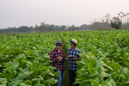 Two Asian male farmers holding a tablet examining the greenery of tobacco leaves. Check the yield to meet the standards of a young farmer growing tobacco and agribusiness concept.の写真素材