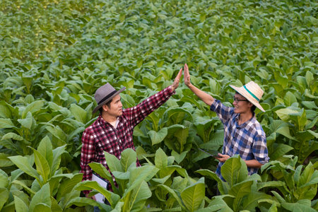 Two asian male farmers touching hands celebrating success in lush tobacco plantation, examining young farmer's yields growing tobacco and agribusiness conceptの写真素材