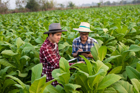 Two Asian male farmers holding a tablet examining the greenery of tobacco leaves. Check the yield to meet the standards of a young farmer growing tobacco and agribusiness concept.の写真素材