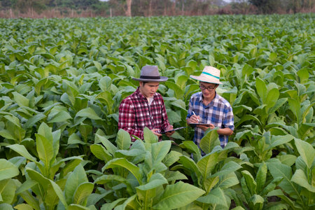 Two Asian male farmers holding a tablet examining the greenery of tobacco leaves. Check the yield to meet the standards of a young farmer growing tobacco and agribusiness concept.の写真素材