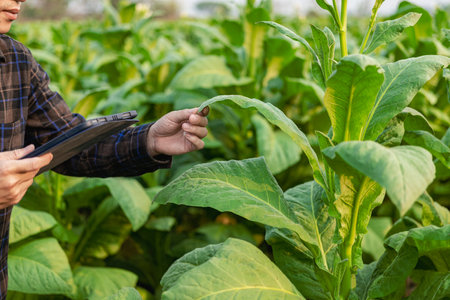 An Asian man inspects tobacco leaves in a tobacco plantation for quality and size before harvesting to meet industry standards before being cut and sent to the cigarette factory.の写真素材