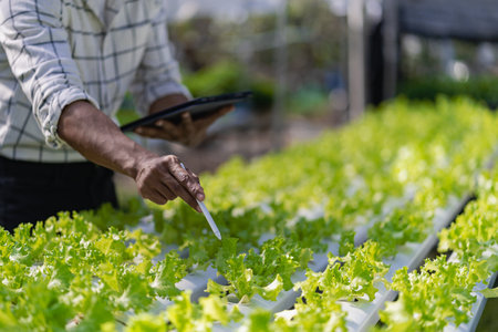 A young vegetable gardener inspects green acorns and lettuce at the greenhouse farm. Asian farmers happy farming hydroponics vegetables.の写真素材